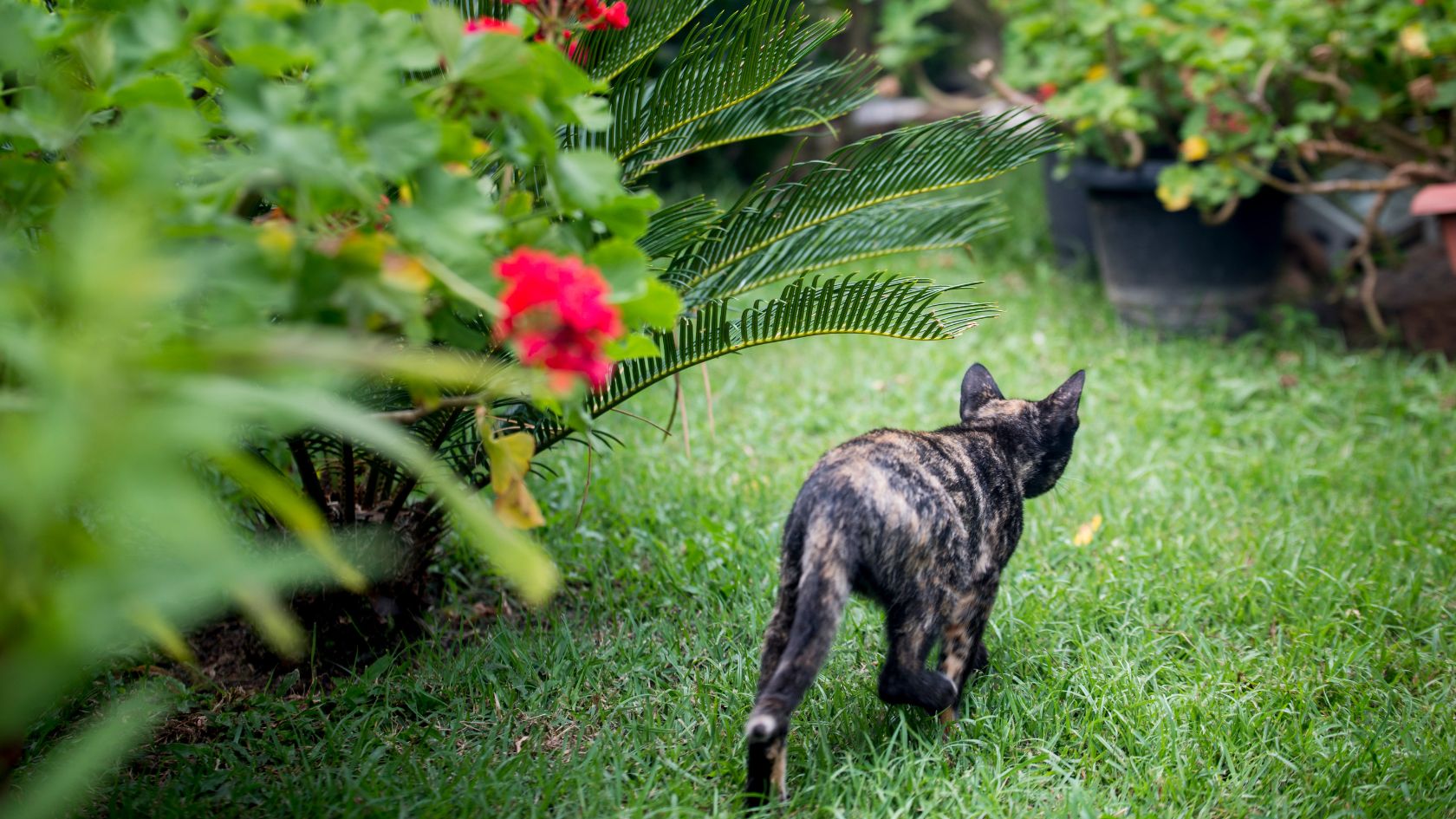 Come Allontanare I Gatti Dal Giardino Ecco 4 Metodi