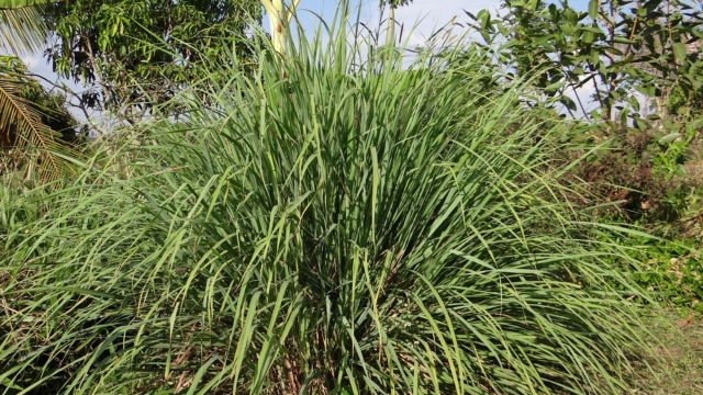 citronella