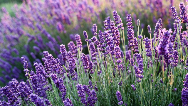 lavanda