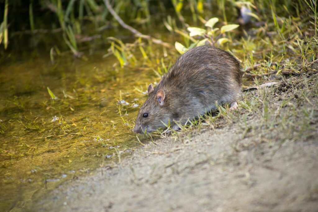 repellenti per topi, repellente per i topi, come scacciare i topi da casa