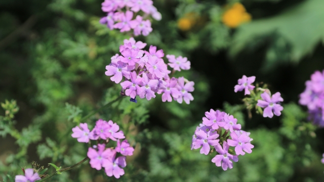 verbena