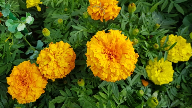 calendula