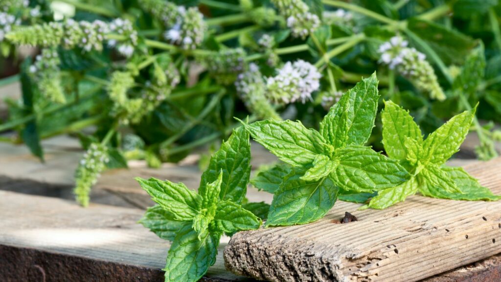 cosa odiano i topi, difendersi dai topi, allontanare i topi, menta piperita