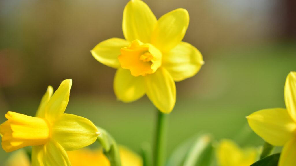 cosa odiano i topi, difendersi dai topi, allontanare i topi, bulbo narciso