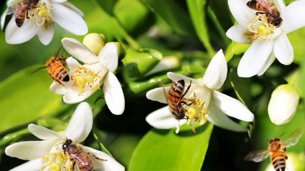 come allontanare le api dal giardino, prevenire le api in giardino, allontanare le api