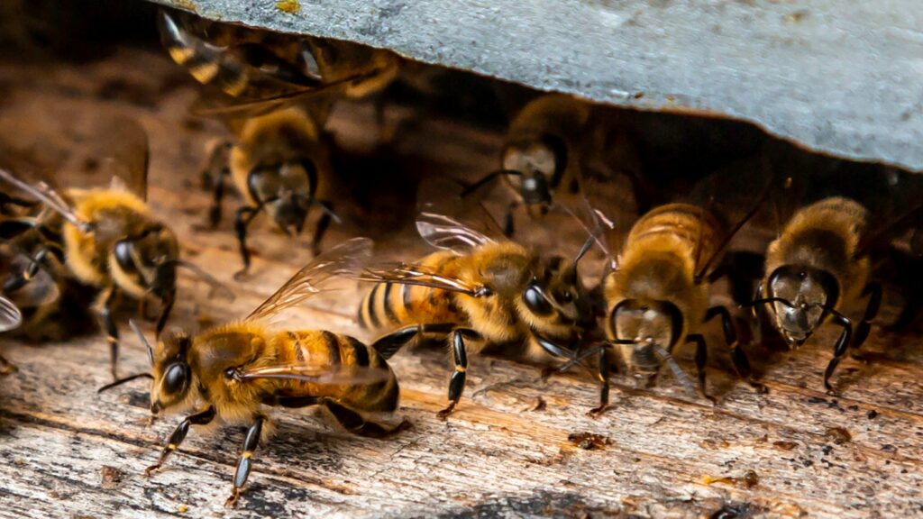 come allontanare le api dal giardino, prevenire le api in giardino, allontanare le api