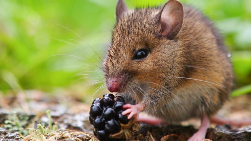 cosa mangiano i topi, alimenti che attirano i topi