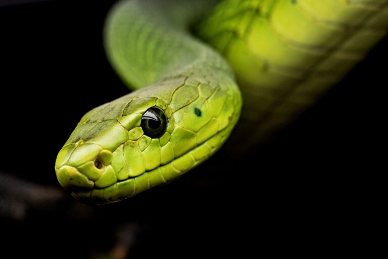 Come tenere lontani i serpenti dal giardino:  Ecco 7 consigli pratici