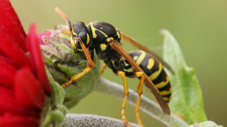 migliori repellenti per vespe, tenere lontane le vespe