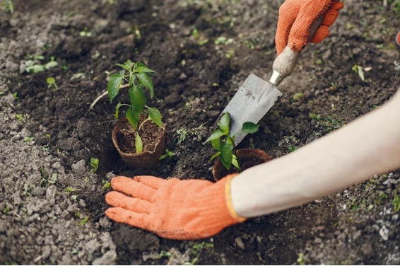 come disporre le erbe aromatiche in giardino, erbe aromatiche