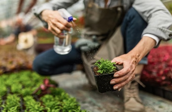 come disporre le erbe aromatiche in giardino, erbe aromatiche