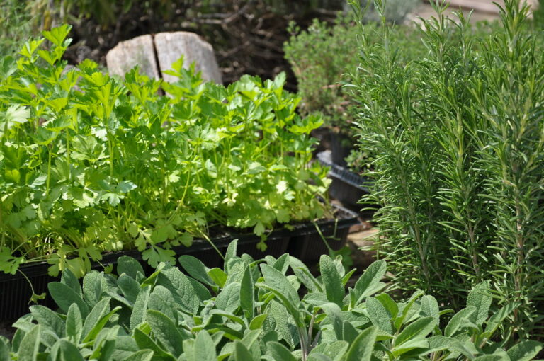 Come disporre le erbe aromatiche in giardino, giardino, erbe aromatiche, rosmarino, salvia, menta, erbe per cucina, botanica