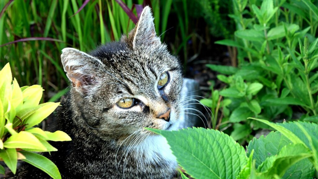 come allontanare i gatti dal giardino, allontanare i gatti