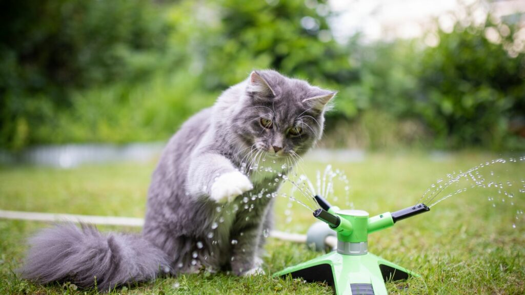 come allontanare i gatti dal giardino, allontanare i gatti