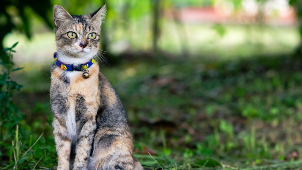 come allontanare i gatti dal giardino, allontanare i gatti