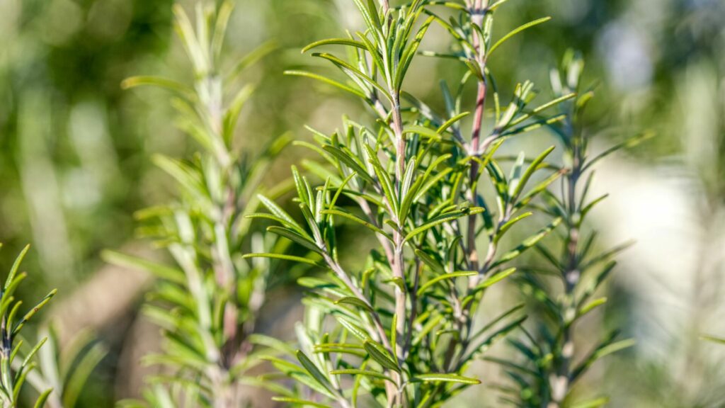 come disporre le erbe aromatiche in giardino, erbe aromatiche, rosmarino