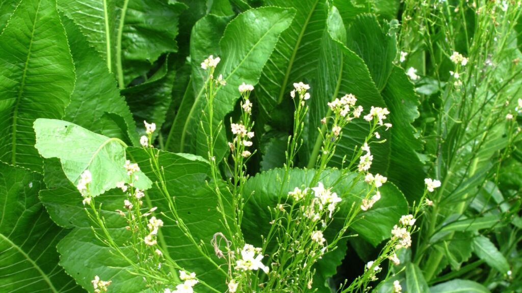 come disporre le erbe aromatiche in giardino, erbe aromatiche, rafano