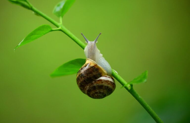 Come allontanare le lumache dal giardino: Ecco i nostri 4 metodi preferiti