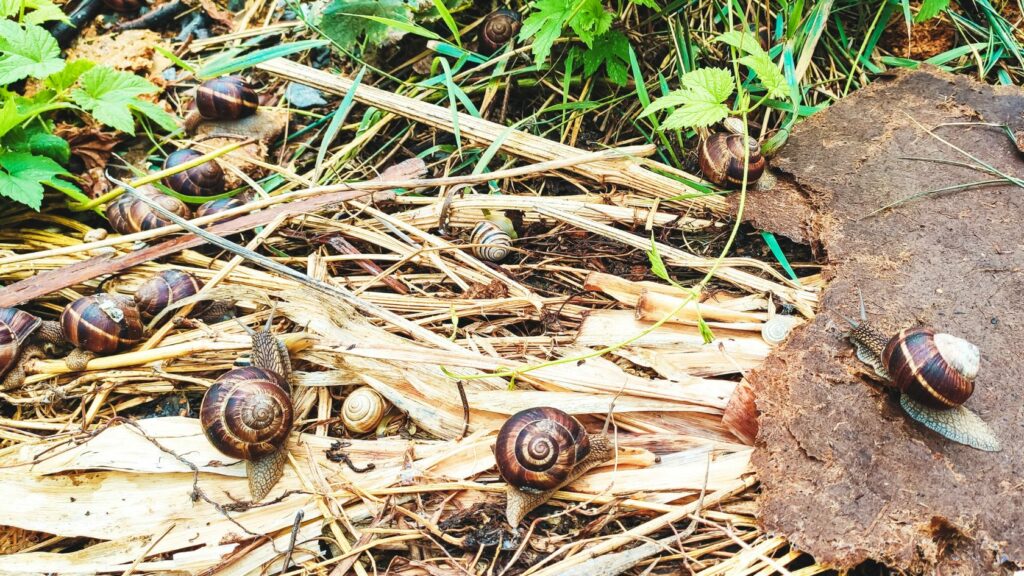 Come allevare le lumache, lumache da allevamento, lumache agricoltura