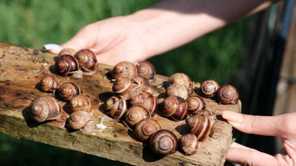 Come allevare le lumache, lumache da allevamento, lumache agricoltura