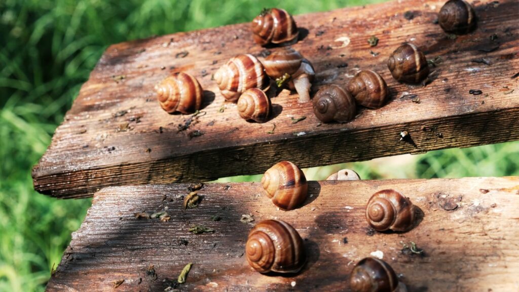 Come allevare le lumache, lumache da allevamento, lumache agricoltura