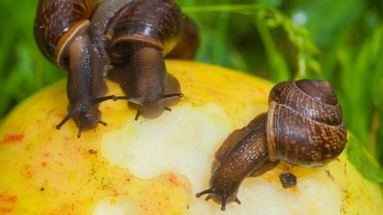 Cosa mangiano le lumache: tutto quello che c’è da sapere