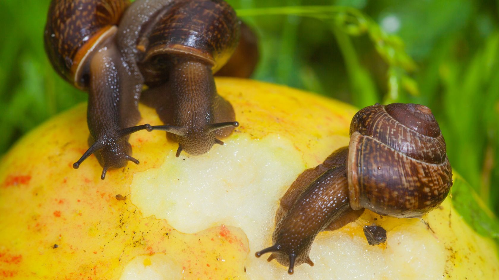 Cosa mangiano le lumache, cibi per lumache, nutrimento lumache, cosa non dare alle lumache