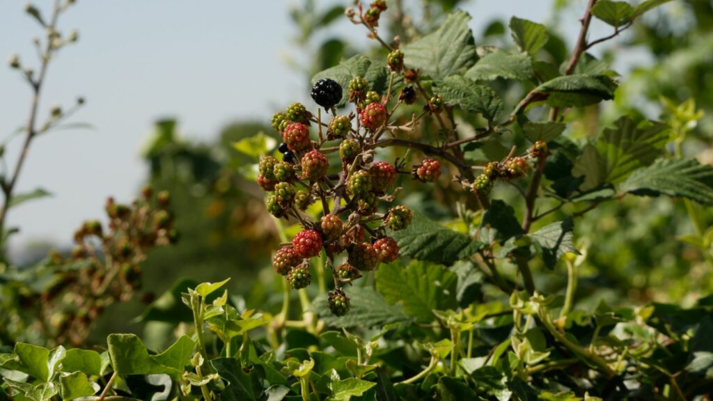 Come tagliare rovi con il decespugliatore, come usare il decespugliatore per tagliare i rovi, rovi con frutti, more, frutti di bosco