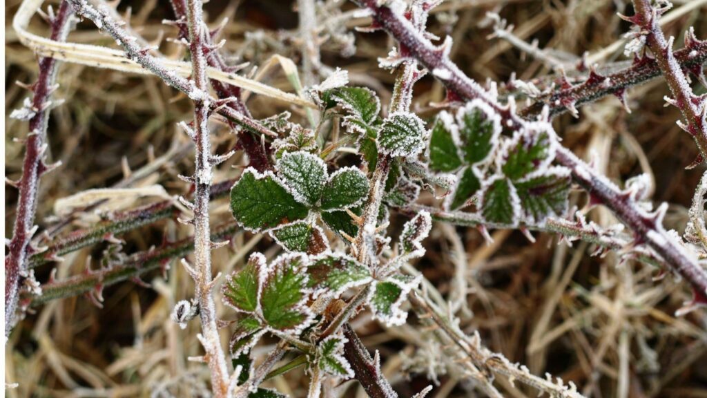 Come tagliare rovi con il decespugliatore, come usare il decespugliatore per tagliare i rovi, rovi in inverno, rovi nel ghiaccio