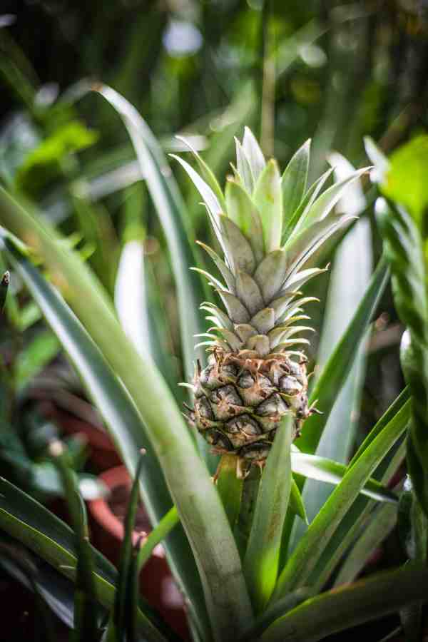 Come coltivare l’ananas in casa o in Giardino : Guida completa