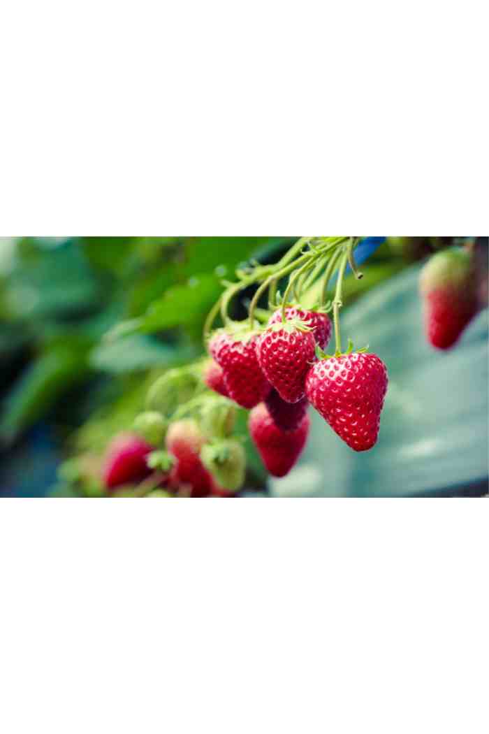 Come coltivare fragole in idroponica: una guida completa