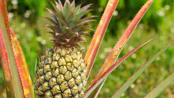 Come coltivare ananas